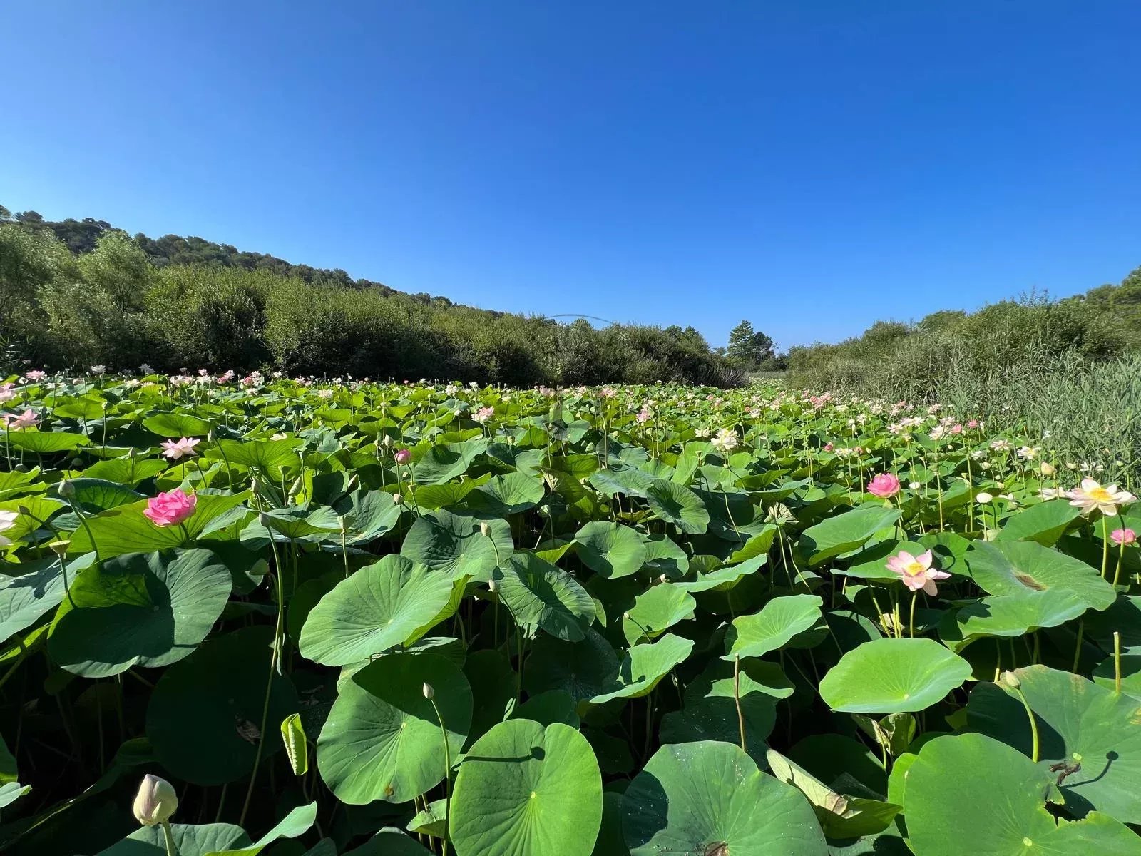MOUGINS - VILLA DE PRESTIGE - DOMAINE PRIVÉ